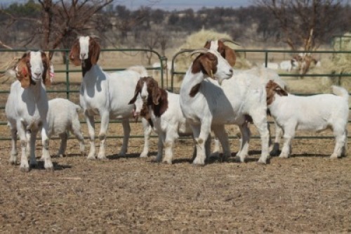1+1X BOER GOAT OOI/EWE HART-VAN GOUD BOERBOKKE DALEEN VAN ZYL, 082 652 4063