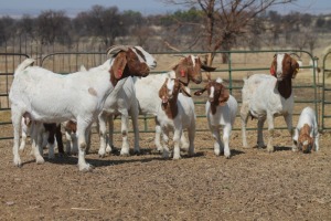 1+1X BOER GOAT OOI/EWE HART-VAN GOUD BOERBOKKE DALEEN VAN ZYL, 082 652 4067