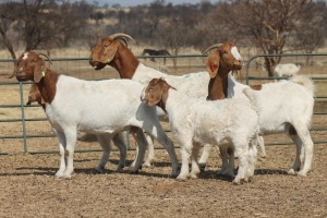 1+1X BOER GOAT OOI/EWE HART-VAN GOUD BOERBOKKE DALEEN VAN ZYL, 082 652 4075