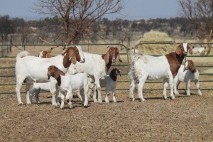 1+1X BOER GOAT OOI/EWE HART-VAN GOUD BOERBOKKE DALEEN VAN ZYL, 082 652 4078