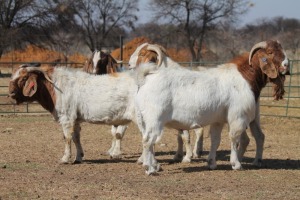 1X BOER GOAT RAM HART-VAN GOUD BOERBOKKE DALEEN VAN ZYL, 082 652 4108