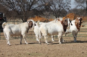 1X BOER GOAT RAM HART-VAN GOUD BOERBOKKE DALEEN VAN ZYL, 082 652 4112