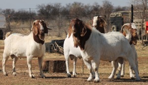 1X BOER GOAT RAM HART-VAN GOUD BOERBOKKE DALEEN VAN ZYL, 082 652 4116