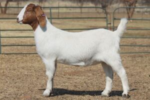 ONTREK - 1X BOER GOAT OOI/EWE HART-VAN GOUD BOERBOKKE DALEEN VAN ZYL, 082 652 4023