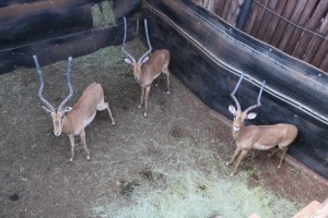 3X ROOIBOK M:3 V/F: PRETKLOP WILDBOERDERY (Per Piece to take the lot/Per stuk om lot te neem)