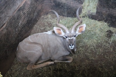 1X KOEDOE M:1 PRETKLOP WILDBOERDERY