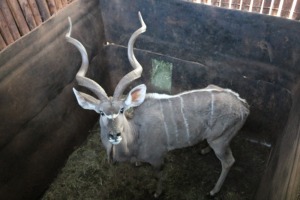 1X KOEDOE M:1 PRETKLOP WILDBOERDERY