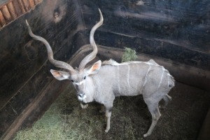 1X KOEDOE M:1 PRETKLOP WILDBOERDERY