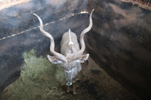1X KOEDOE M:1 PRETKLOP WILDBOERDERY