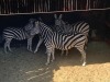 4X ZEBRA M:1 V/F:3 DANIE VAN VUUREN (Per Piece to take the lot/Per stuk om lot te neem)