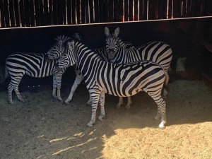 4X ZEBRA M:1 V/F:3 DANIE VAN VUUREN (Per Piece to take the lot/Per stuk om lot te neem)