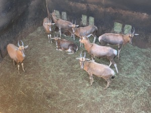 9X BLESBOK TWS (Per Piece to take the lot/Per stuk om lot te neem)