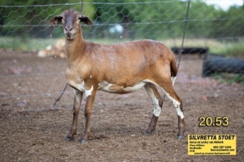 LOT 113 1X MEATMASTER OOI/EWE SILVRETTA MEATMASTERS