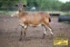 LOT 113 1X MEATMASTER OOI/EWE SILVRETTA MEATMASTERS