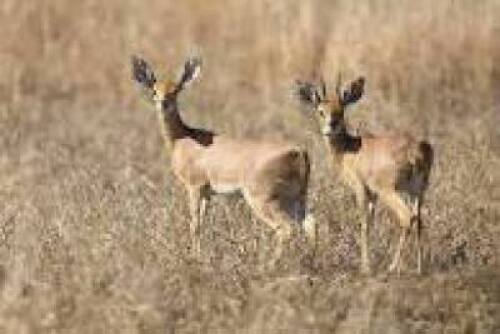 2X STEENBOK(Sample Picture) M:1 V/F:1 KOEDOESRAND GAME CAPTURE (Per Piece to take the lot/Per stuk om lot te neem)