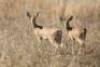 2X STEENBOK(Sample Picture) M:1 V/F:1 KOEDOESRAND GAME CAPTURE (Per Piece to take the lot/Per stuk om lot te neem)
