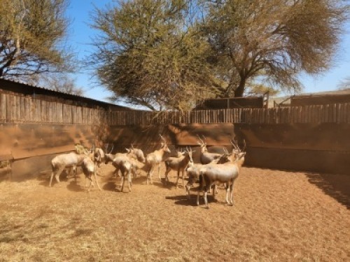14X BLESBOK DANIE VAN VUUREN (Per Piece to take the lot/Per stuk om lot te neem)