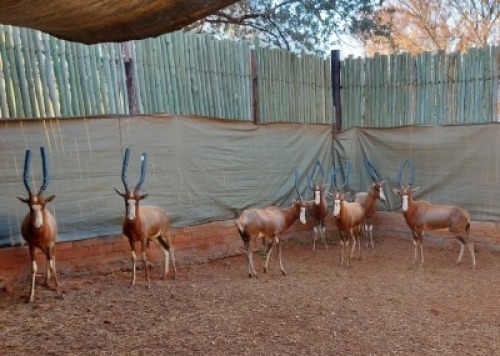 7X BLESBOK M:7 TWS (Freddie Senekal Hokke) (Per Piece to take the lot/Per stuk om lot te neem)