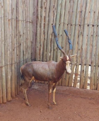 1X BLESBOK M:1 TWS(Freddie Senekal Hokke) 