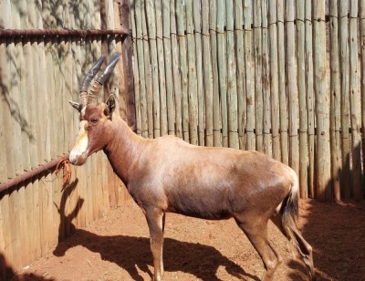 1X BLESBOK M:1 TWS(Freddie Senekal Hokke)