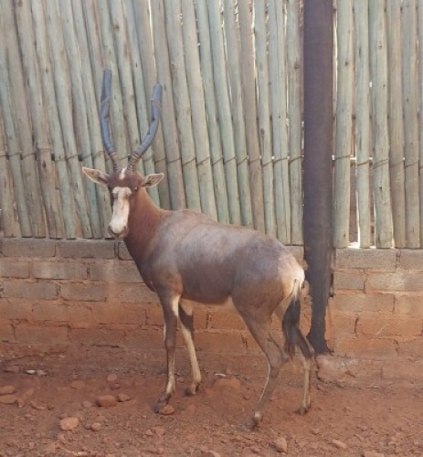 1X BLESBOK M:1 TWS(Freddie Senekal Hokke) 