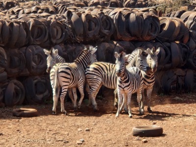 5 ZEBRA M:3 V/F:2 DANIE VAN VUUREN (Per Piece to take the lot/Per stuk om lot te neem)