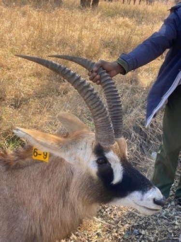 1 BASTERGEMSBOK M:1 (Op Katalogus) TROLLOPE BROTHERS