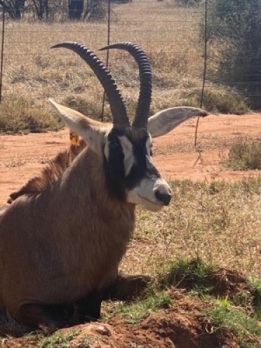 1 BASTERGEMSBOK M:1 (Op Katalogus) TROLLOPE BROTHERS