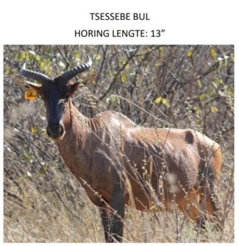 1 TSESSEBE M:1 (Op Katalogus) PRETKLOP WILDBOERDERY