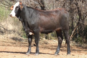 1X SIMBRA FEMALE DALVAN SIMBRAS