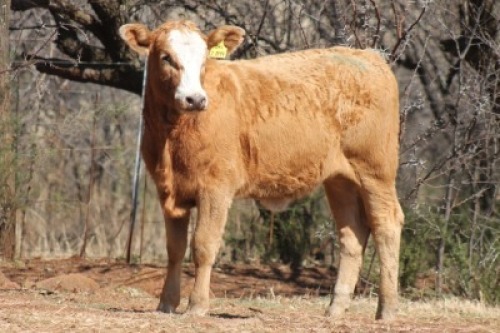 1X SIMBRA FEMALE DALVAN SIMBRAS