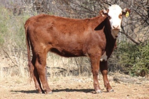 1X SIMBRA FEMALE DALVAN SIMBRAS