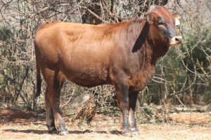 1X SIMBRA FEMALE DALVAN SIMBRAS