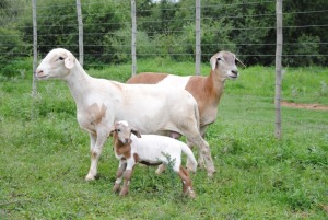 LOT 117 2X MEATMASTER OOI MET LAM/EWE WITH LAMB VOORWAARTS BOERDERY(PER STUK OM LOT TE NEEM/PER PIECE TO TAKE THE LOT)