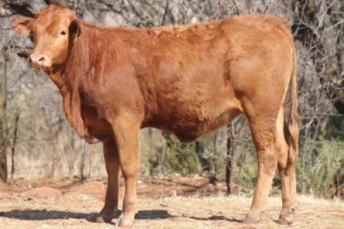 1X SIMBRA FEMALE DALVAN SIMBRAS