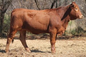 1X SIMBRA FEMALE DALVAN SIMBRAS