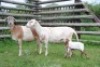 LOT 117 2X MEATMASTER&nbsp;OOI MET LAM/EWE WITH LAMB VOORWAARTS BOERDERY(PER STUK OM LOT TE NEEM/PER PIECE TO TAKE THE LOT) - 2