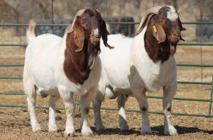 1X BOER GOAT RAM HART-VAN GOUD BOERBOKKE DALEEN VAN ZYL, 082 652 4120