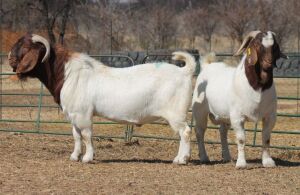 1X BOER GOAT RAM HART-VAN GOUD BOERBOKKE DALEEN VAN ZYL, 082 652 4122