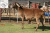 1X MEATMASTER OOI/EWE B3GENETICS PTY LTD - 2