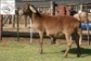 1X MEATMASTER OOI/EWE B3GENETICS PTY LTD - 2