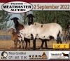 2+1X MEATMASTER OOI/EWE KERN MEATMASTERS (Pay per Animal to take all in lot) - 2