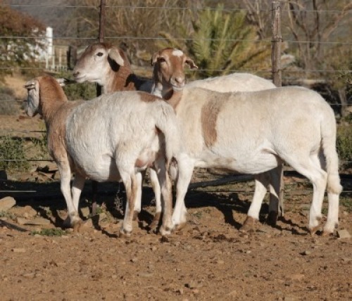 3X MEATMASTER OOI/EWE WILGERBOOM MEATMASTERS (Pay per Animal to take all in lot)