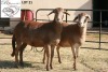 2X MEATMASTER OOI/EWE B3GENETICS PTY LTD (Pay per Animal to take all in lot)