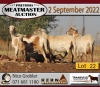 3+1X MEATMASTER OOI/EWE KERN MEATMASTERS (Pay per Animal to take all in lot)