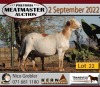 3+1X MEATMASTER OOI/EWE KERN MEATMASTERS (Pay per Animal to take all in lot) - 4