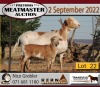 3+1X MEATMASTER OOI/EWE KERN MEATMASTERS (Pay per Animal to take all in lot) - 5