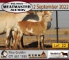 3+1X MEATMASTER OOI/EWE KERN MEATMASTERS (Pay per Animal to take all in lot) - 6