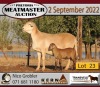 2X MEATMASTER OOI/EWE KERN MEATMASTERS (Pay per Animal to take all in lot)