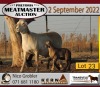 2X MEATMASTER OOI/EWE KERN MEATMASTERS (Pay per Animal to take all in lot) - 2